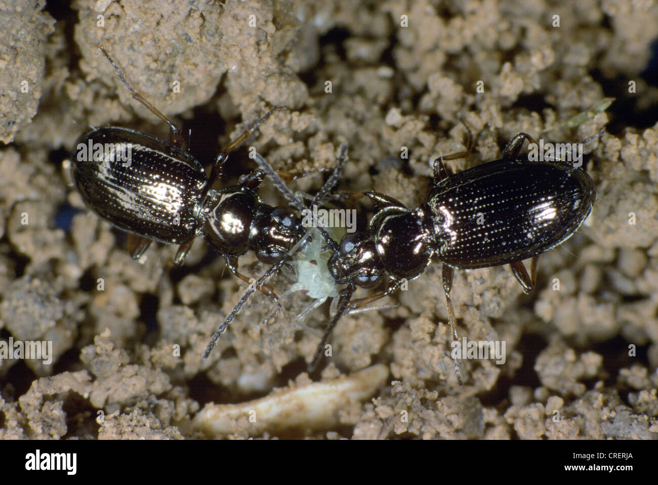 Two ground beetles Bembidion lampros fighting over aphid prey Stock Photo