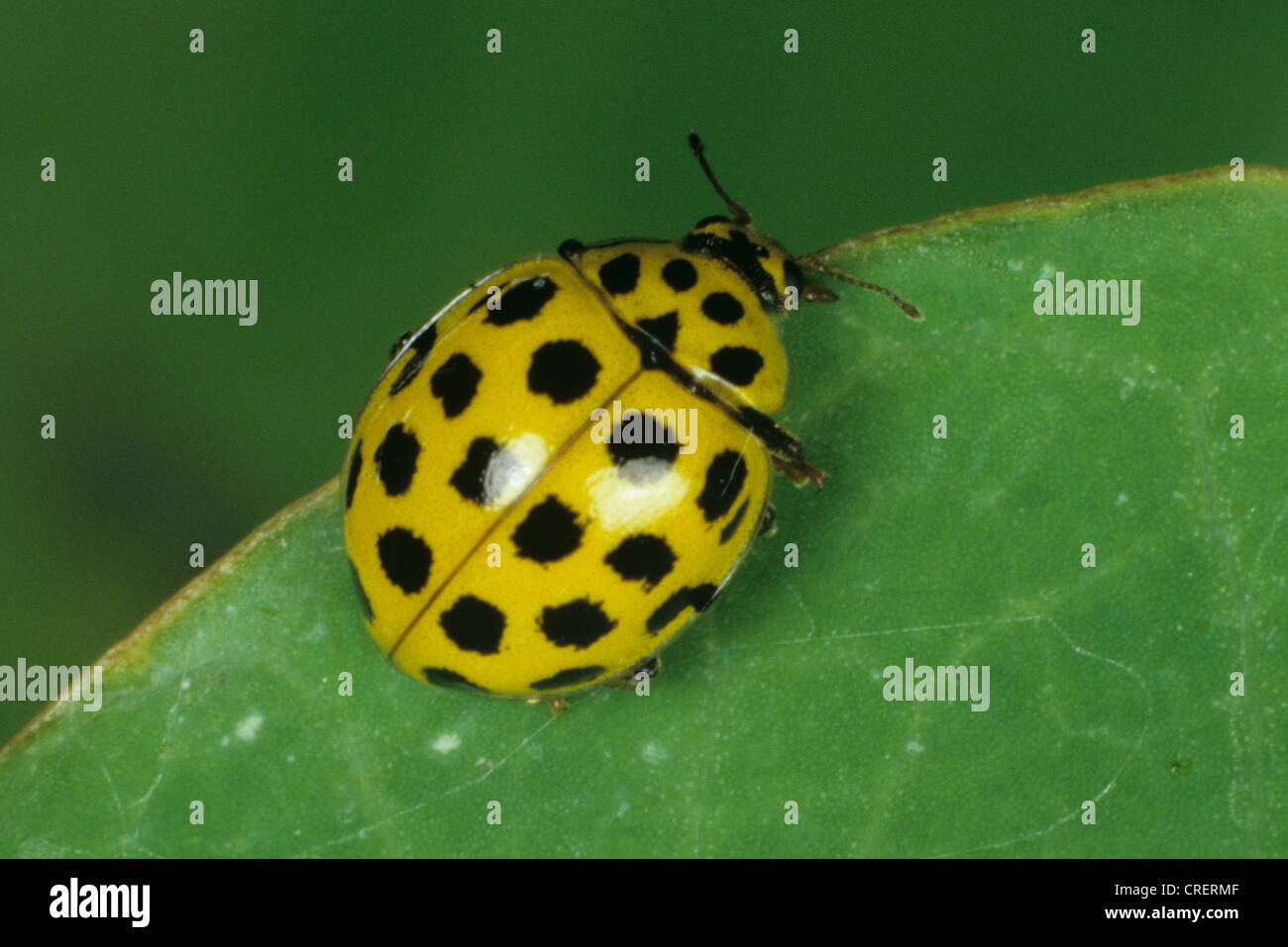 Twenty-two spot (Thea vigintiduopunctata) adult ladybird Stock Photo