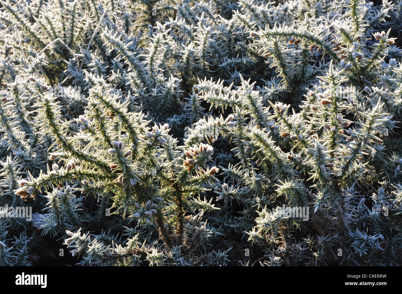 Frost on prickly gorse UK Stock Photo