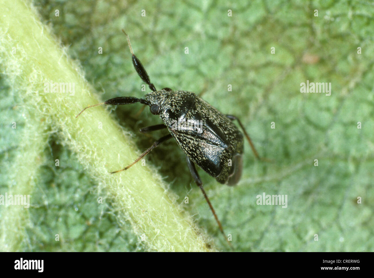 Black apple capsid (Atractotomus mali) pest predator on apple leaf Stock Photo