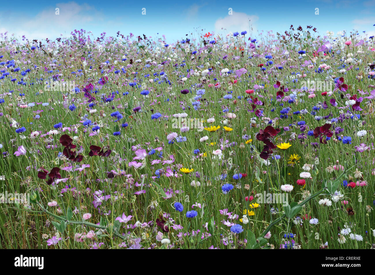 Cornflowers and other wild flowers Stock Photo