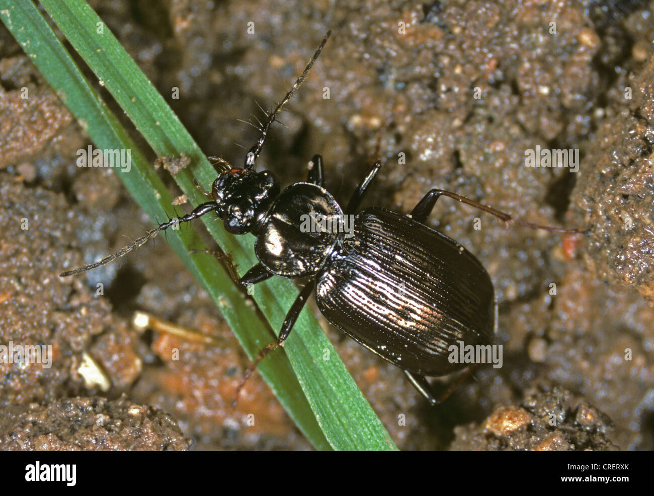 Predatory ground beetle (Loricera pilicornis) adult Stock Photo