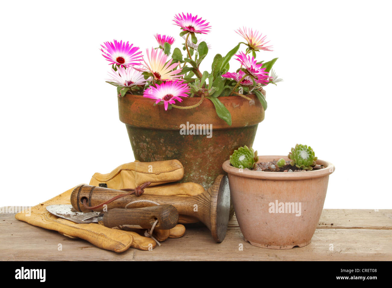 mesembryanthemum flowers and house leek plants in pots with garden tools on a wooden bench Stock Photo