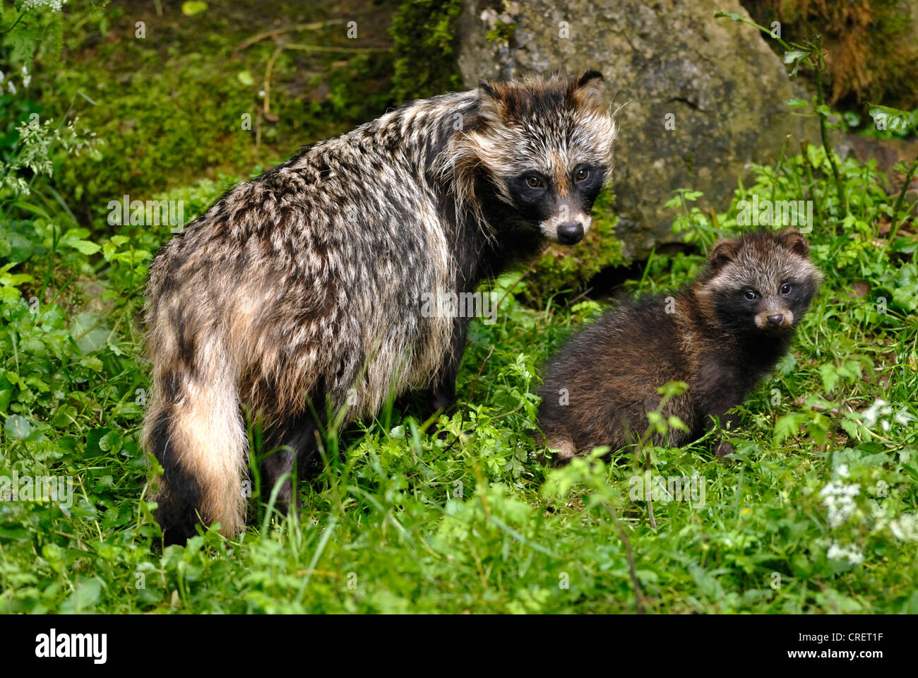 raccoon dog (Nyctereutes procyonoides), with puppy, Germany Stock Photo