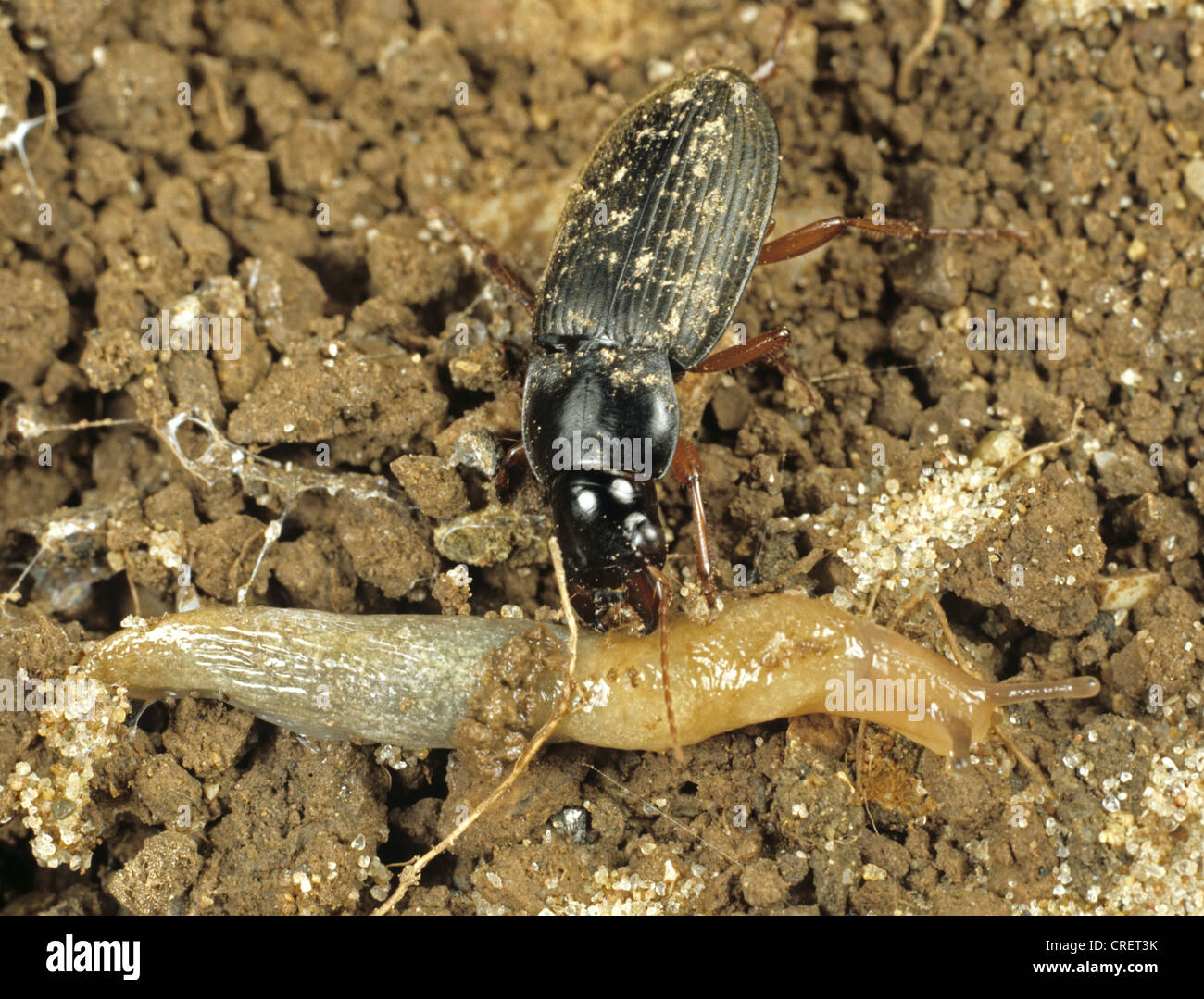 Strawberry seed beetle (Harpalus rufipes) attacking a slug Stock Photo Alamy