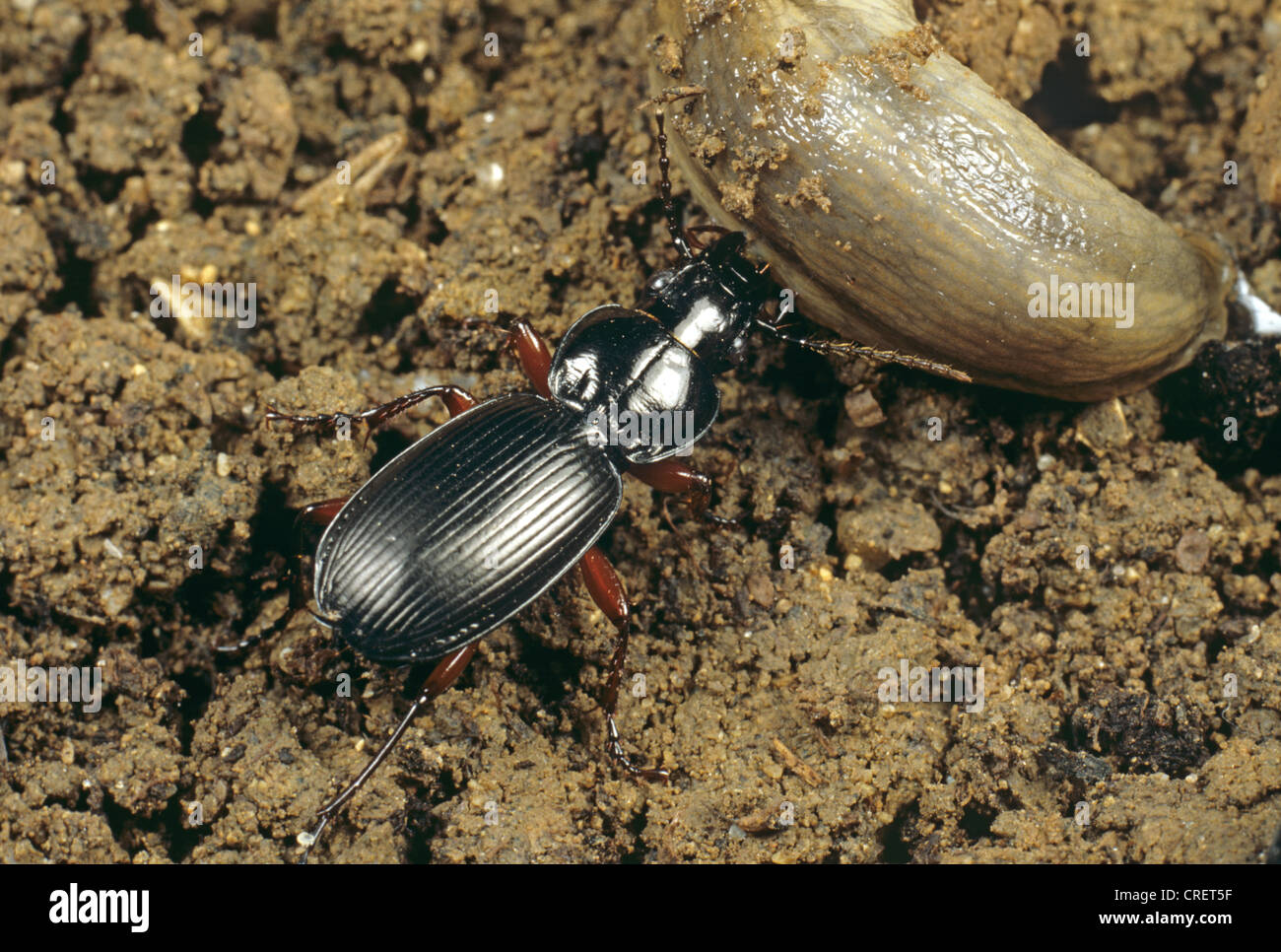 Predatory carabid ground beetle (Pterostichus madidus) attacking a slug Stock Photo