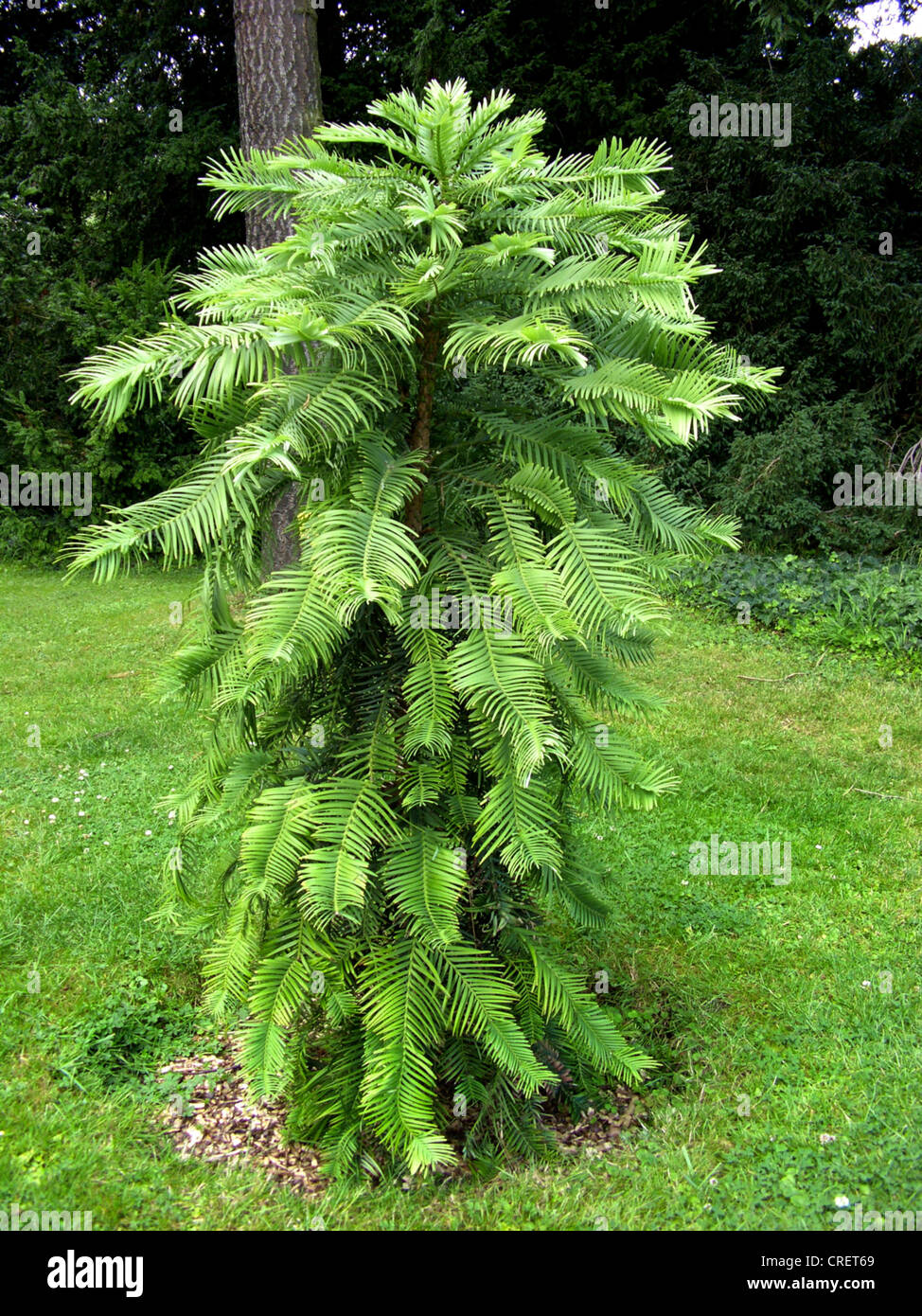 Wollemi Pine (Wollemia nobilis), young single tree Stock Photo