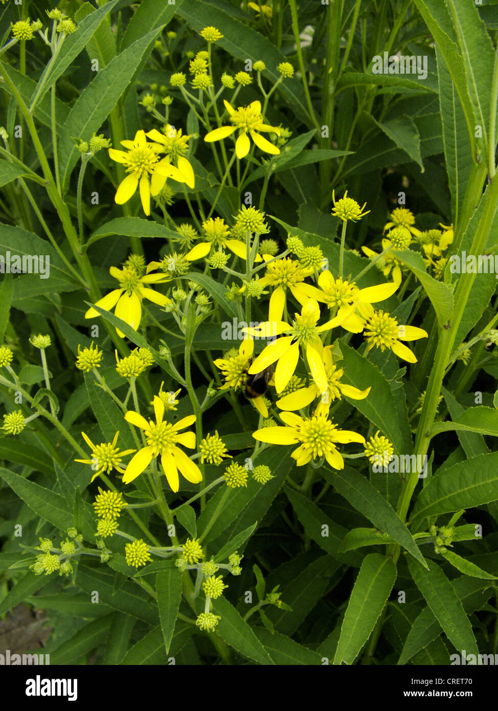 wingstem (Verbesina alternifolia), blooming Stock Photo