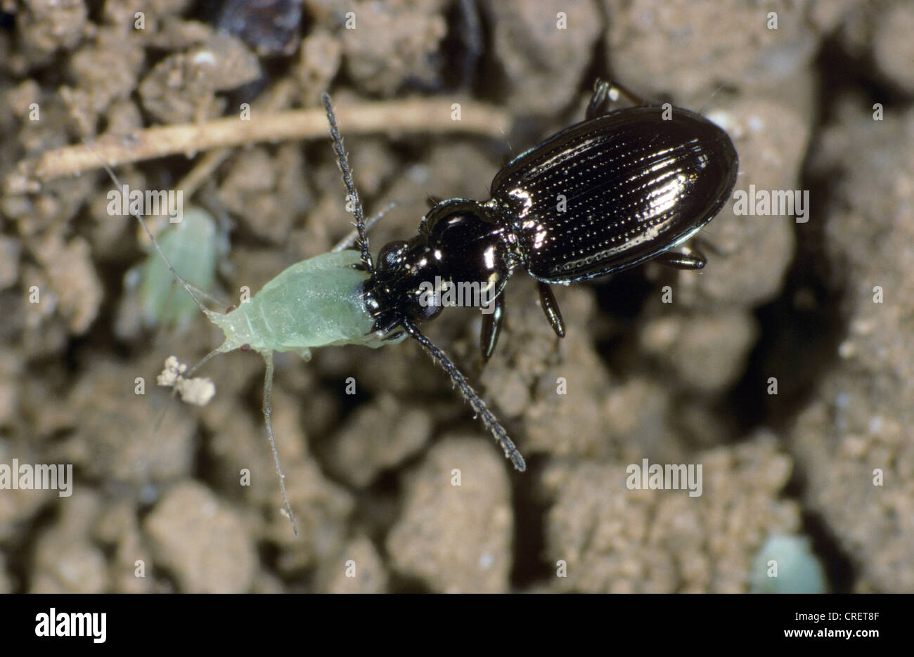 Predatory Ground Beetle (Bembidion lampros) with aphid prey Stock Photo