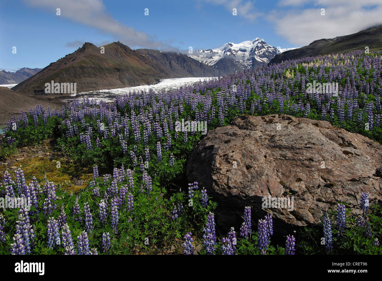 lupine (Lupinus spec.), Lupins carpet the terminal moraine of the Svinafell glacier below the Hafrafell and Svinafell mountains, south-east Iceland, Iceland Stock Photo