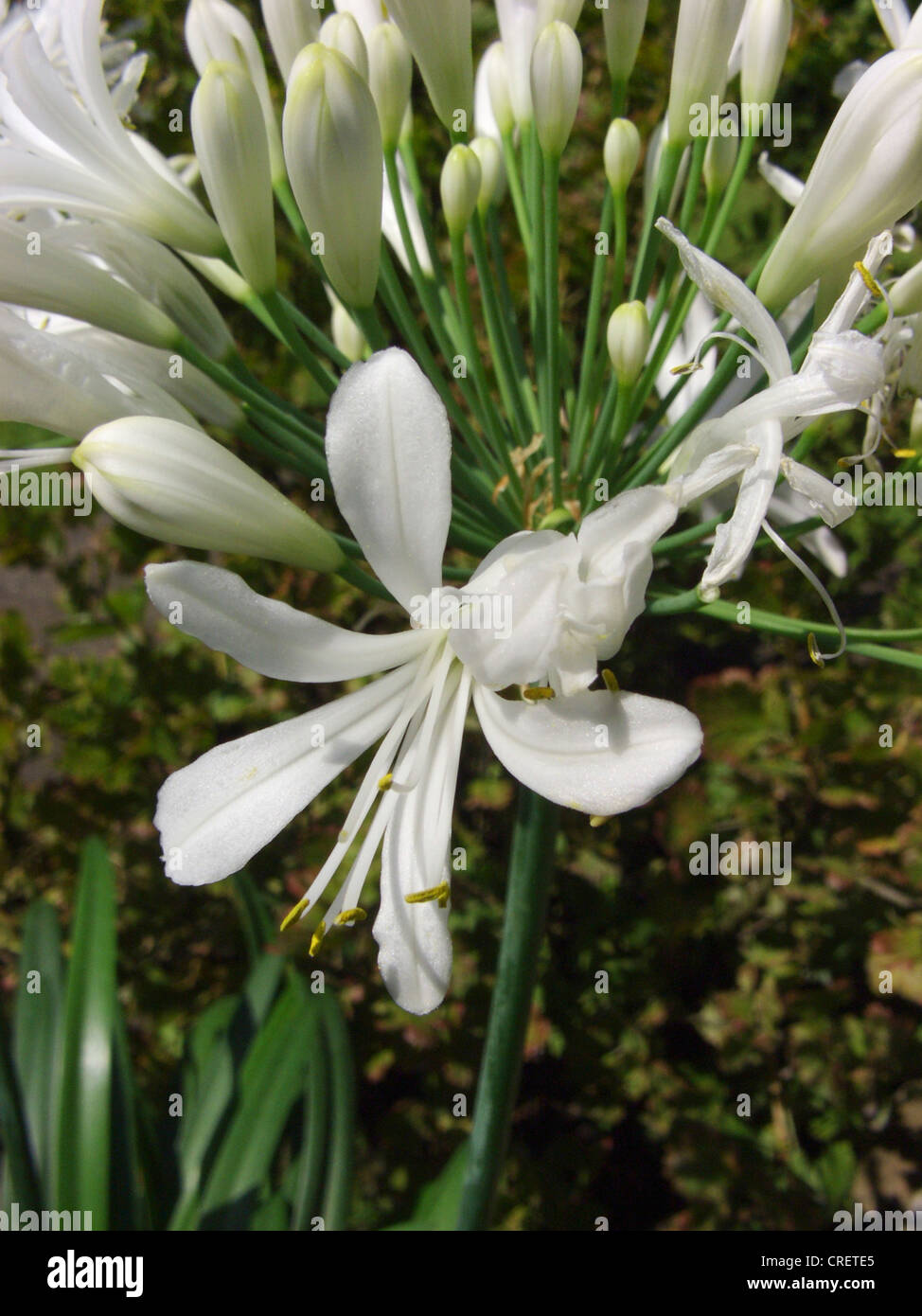African lily (Agapanthus-Hybride), flower Stock Photo