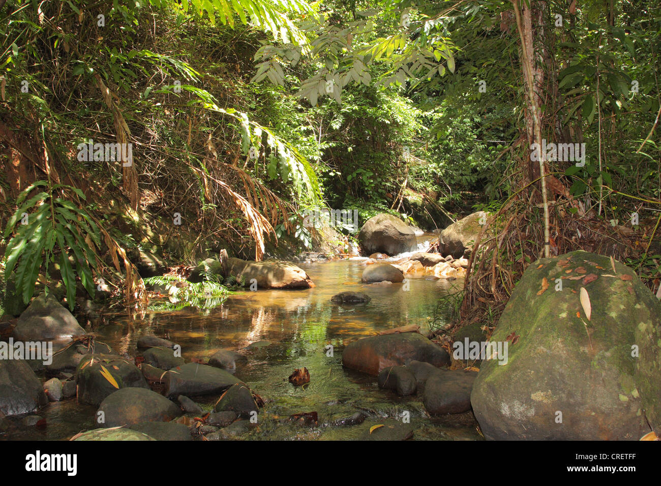 rain forest creek in the Khao Lak National Park, Thailand, Phuket, Khao Lak National Park Stock Photo