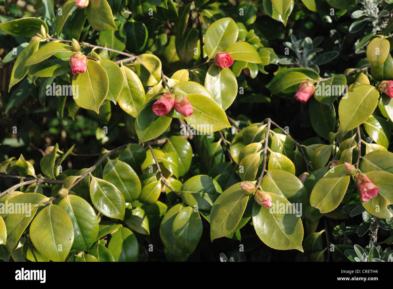 Lime induced iron deficiency causing chlorosis on Camellia japonica