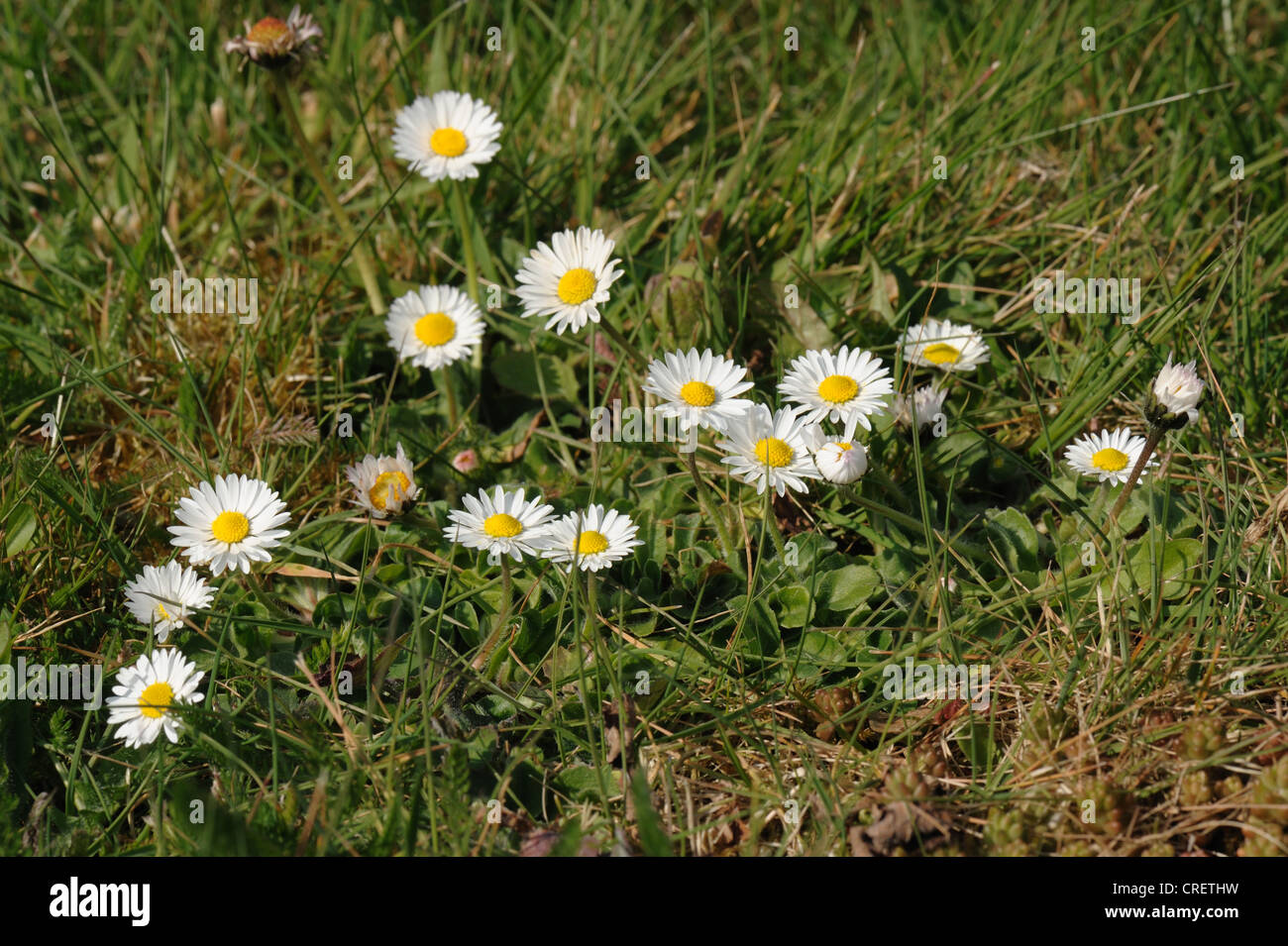 Ground level view of flowering daisy (Bellis perennis) in a garden lawn Stock Photo