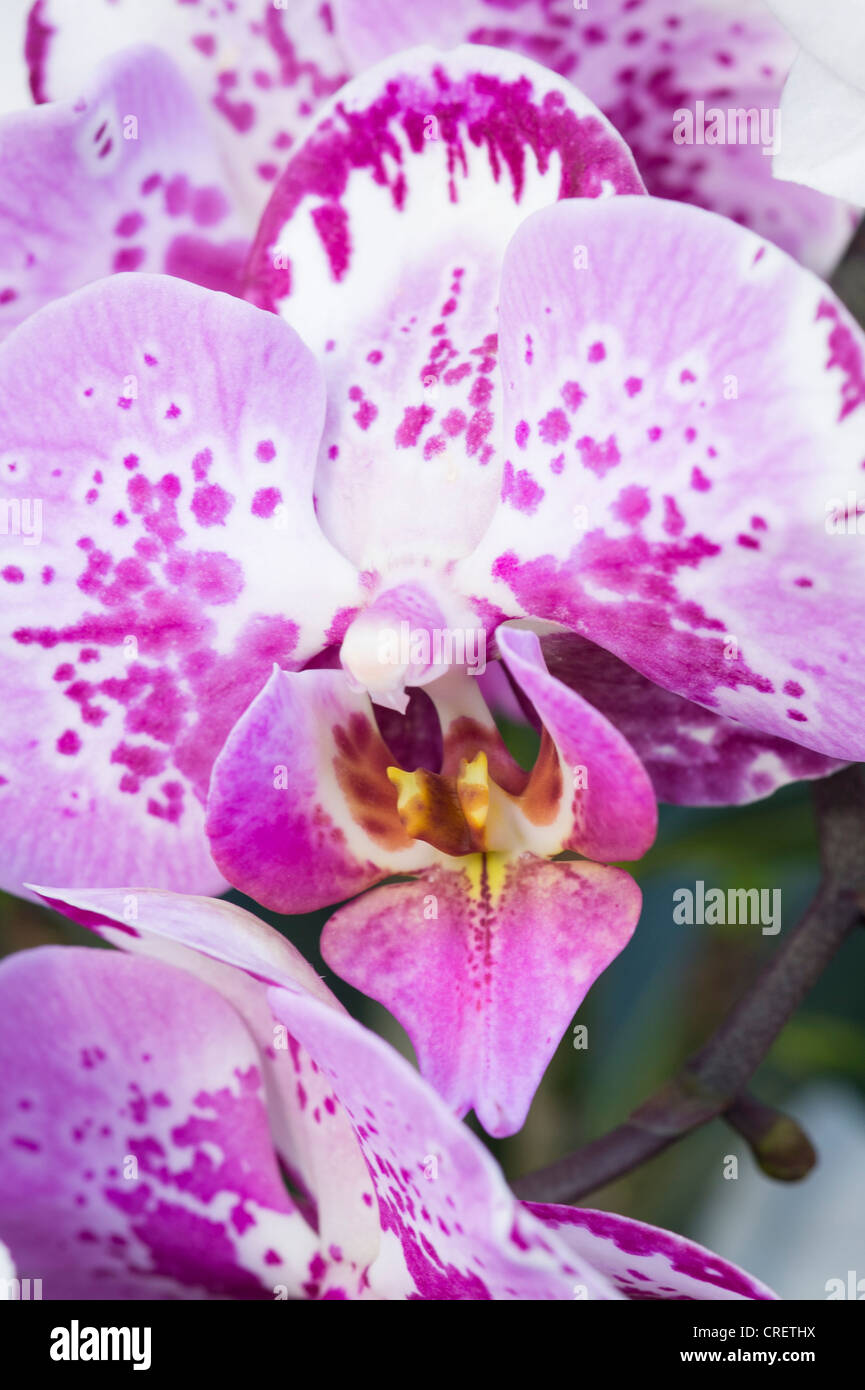 Royal Botanical Gardens Kew Surrey mauve pink purple white orchid orchids flower bloom close up micro macro Princess of Wales Conservatory Stock Photo