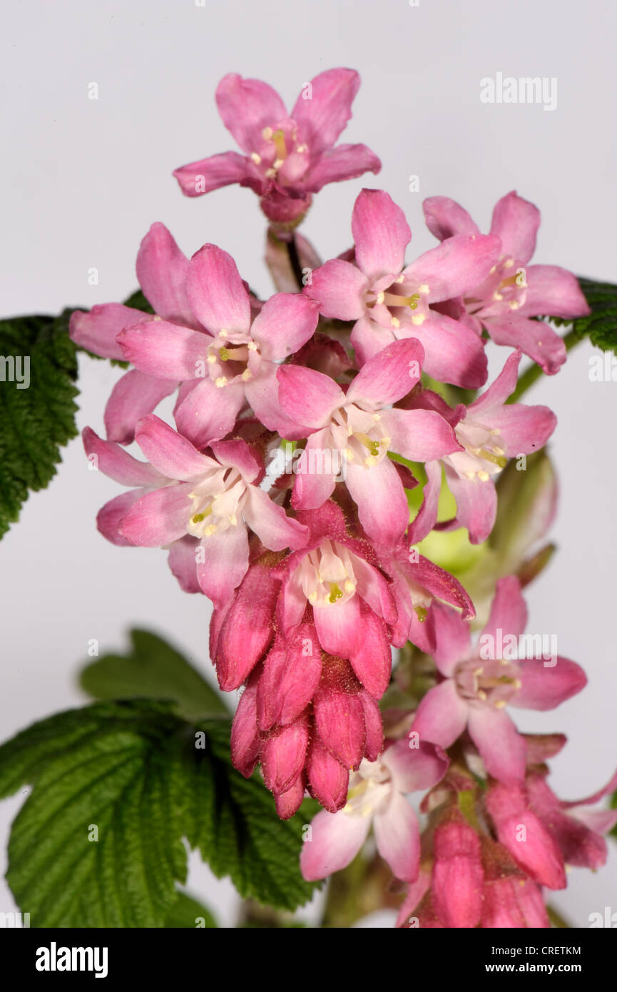 Flowering currant (Ribes sanguineum) flowers group against studio white background Stock Photo