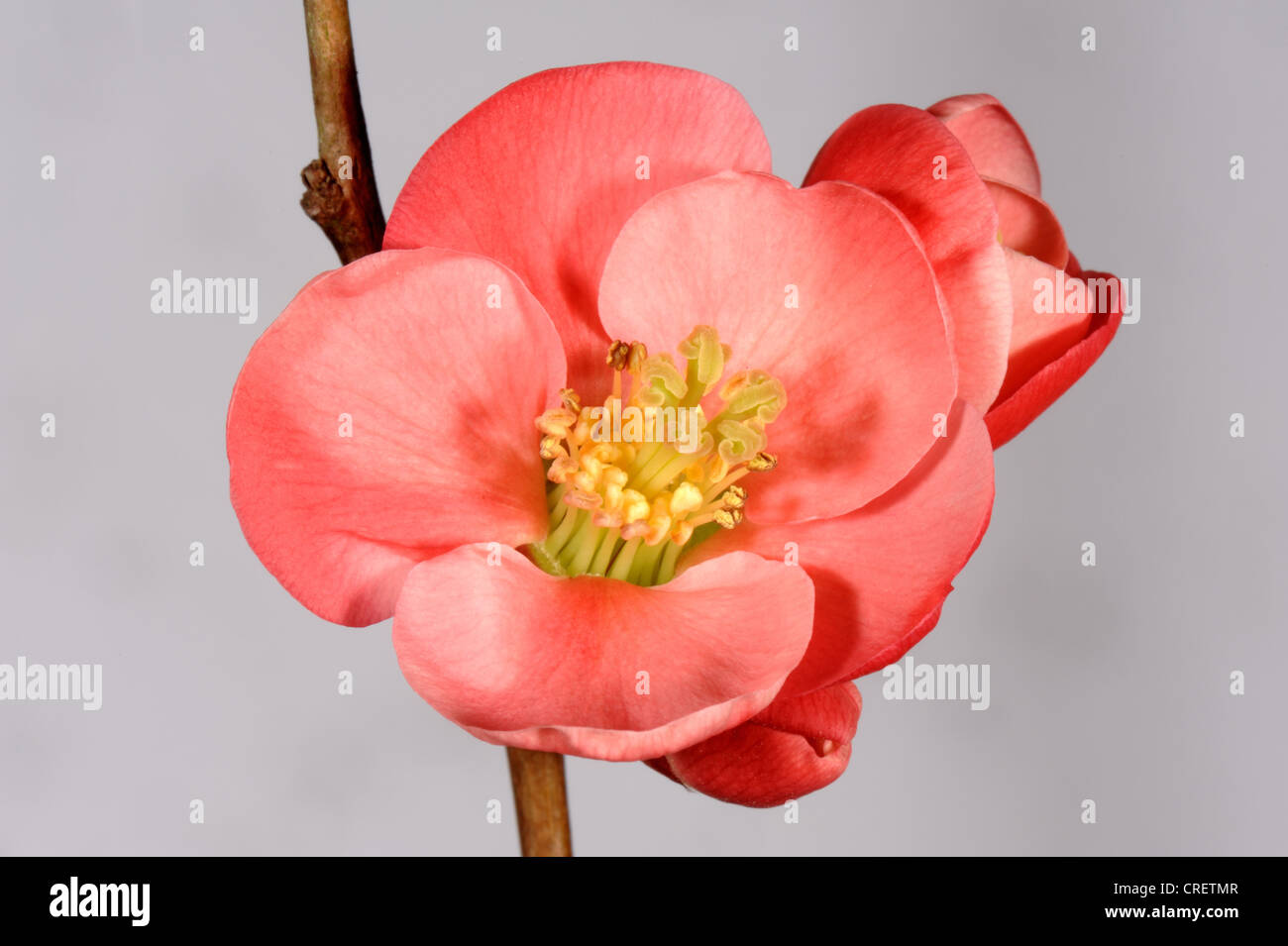 Chaenomeles japonica pink/red flower on a white background Stock Photo