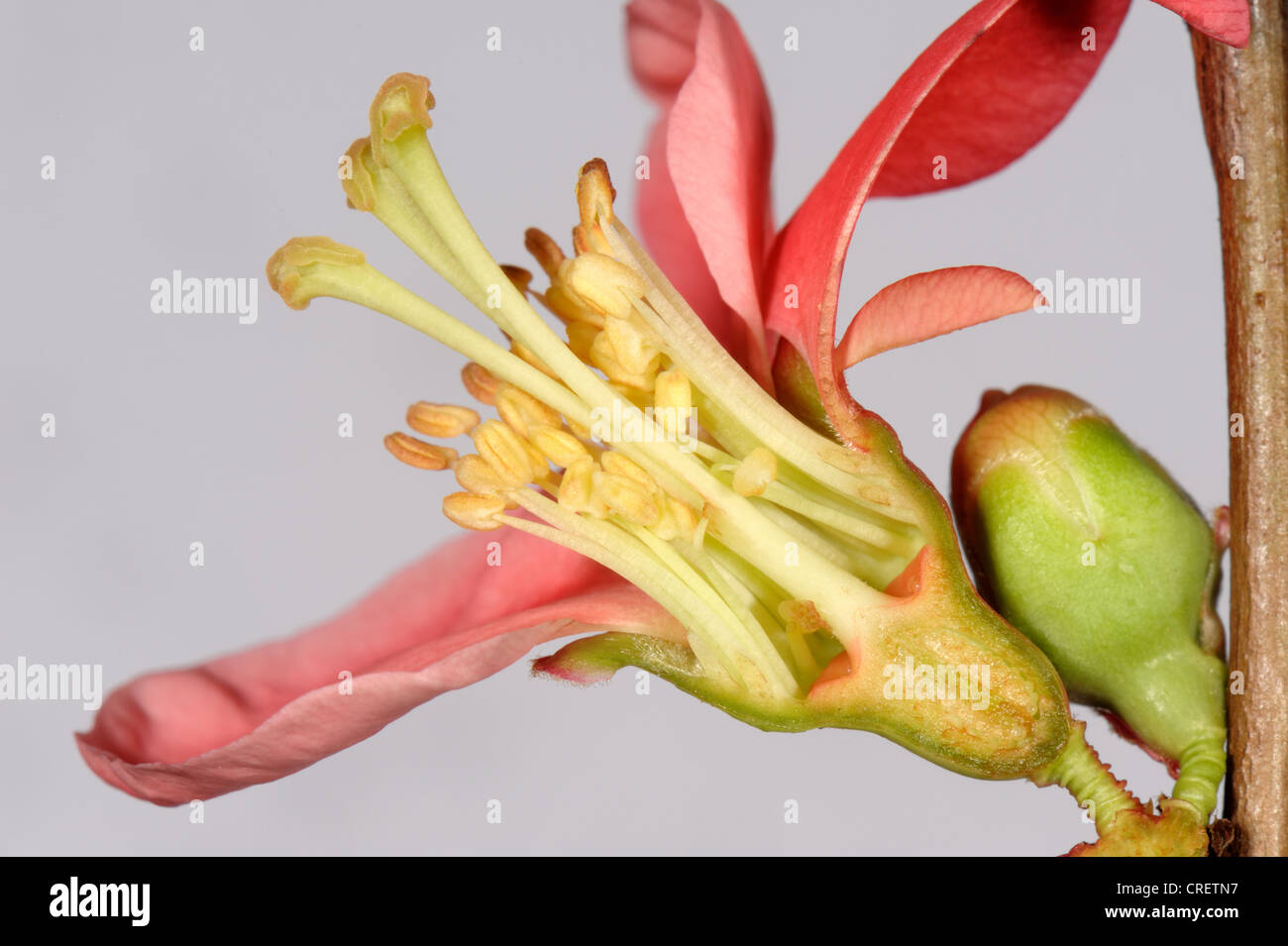 Section through a Chaenomeles japonica flowe showing its structure Stock Photo