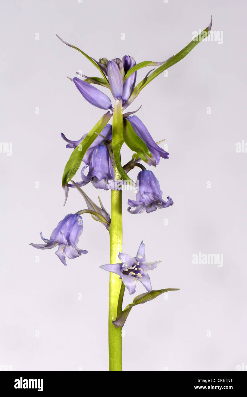 One of several hybrid bluebells, Hyacinthoides non-scripta x hispanica flower spike from a small wood Stock Photo