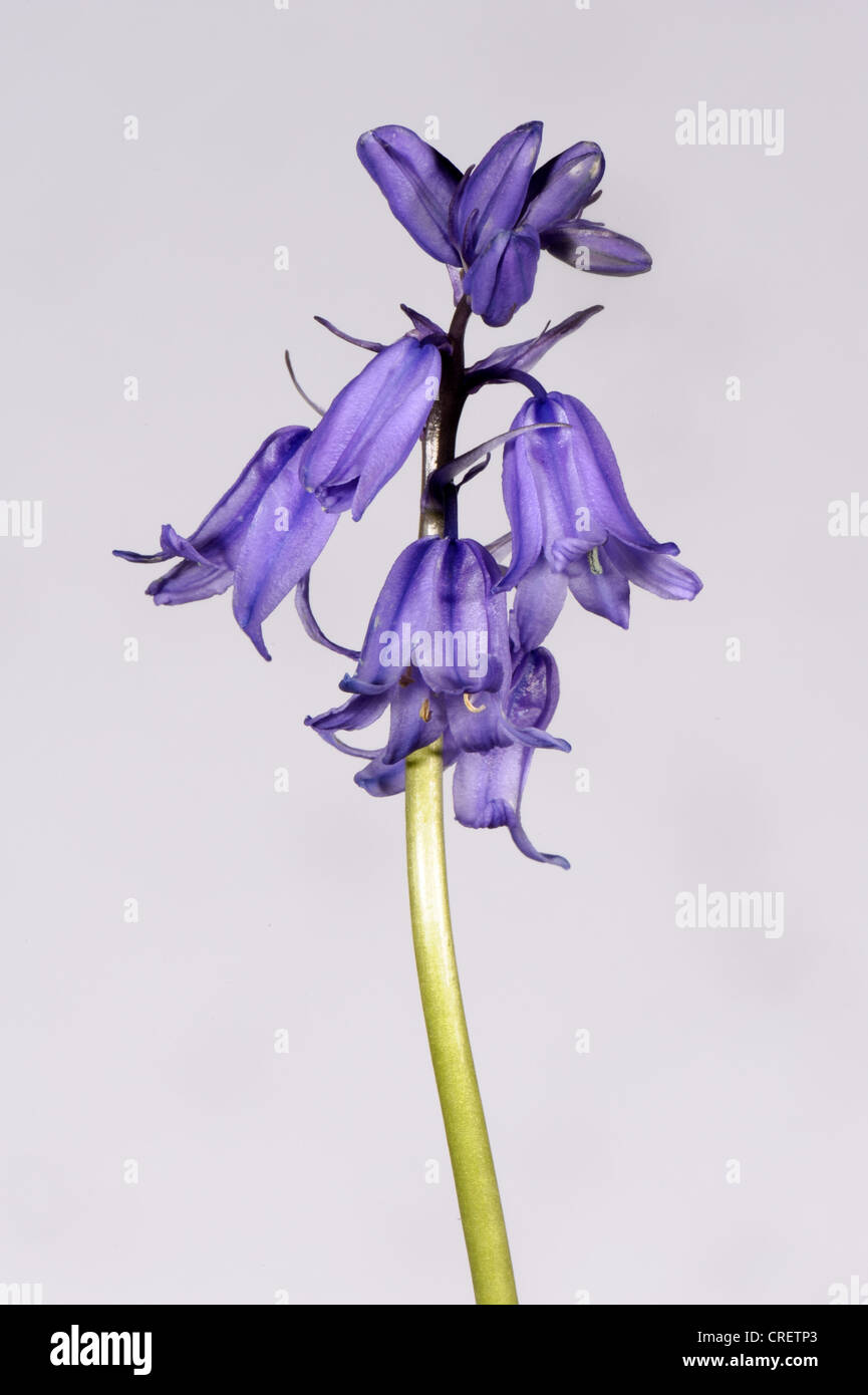 One of several hybrid bluebells, Hyacinthoides non-scripta x hispanica flower spike from a small wood Stock Photo
