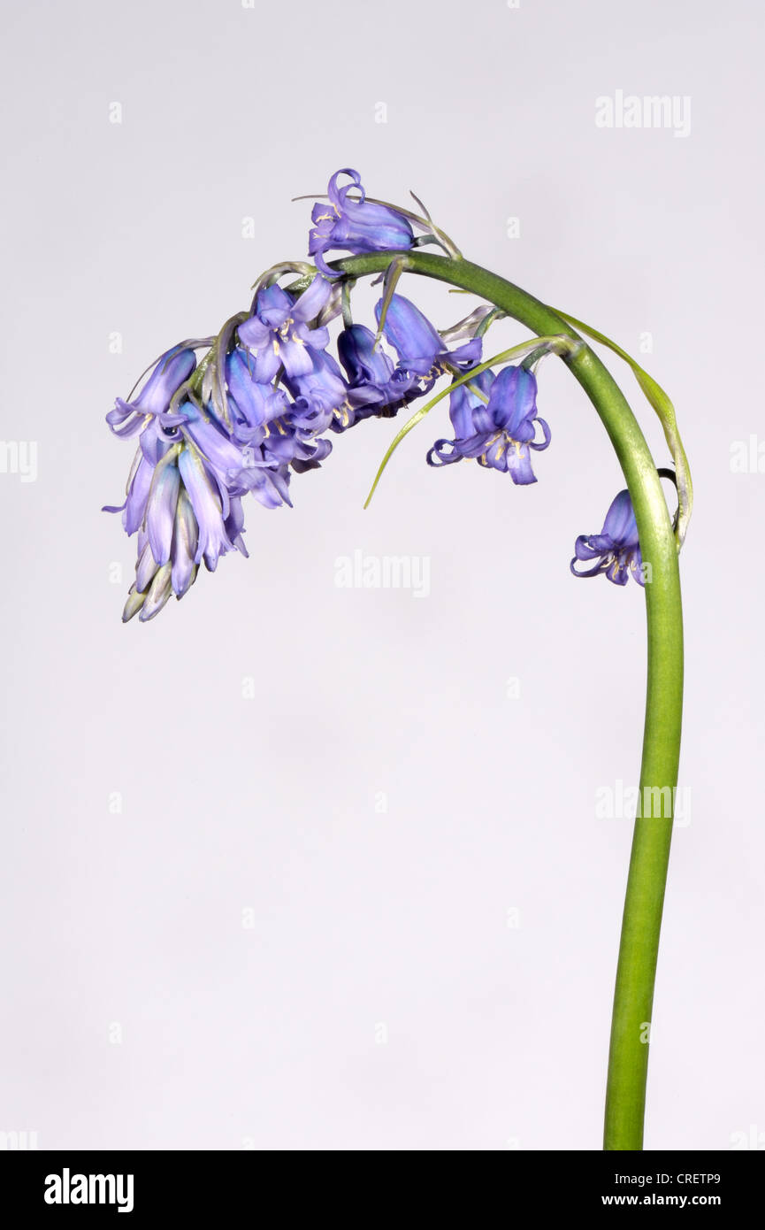 One of several hybrid bluebells, Hyacinthoides non-scripta x hispanica flower spike from a small wood Stock Photo