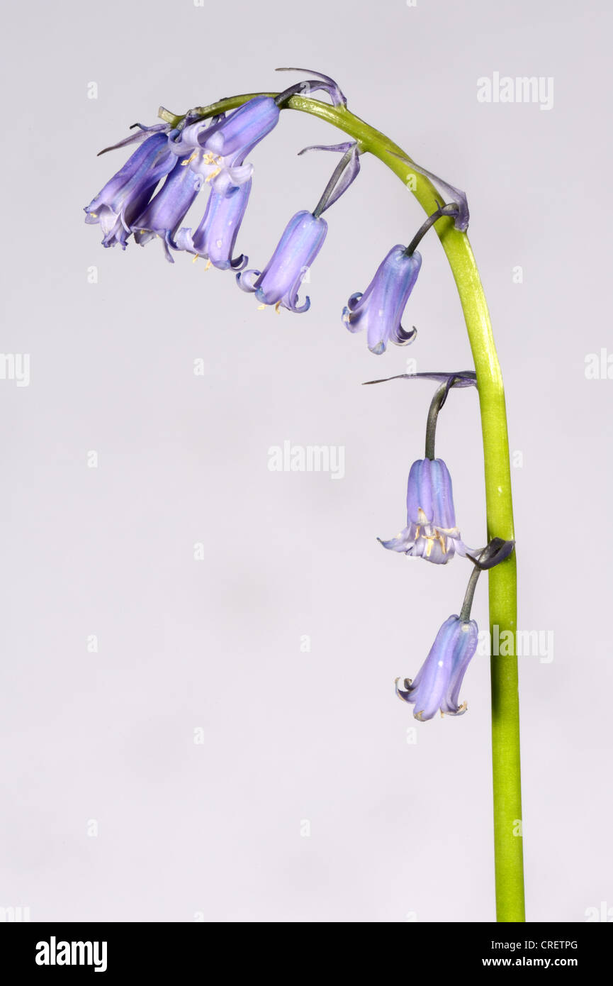 One of several hybrid bluebells, Hyacinthoides non-scripta x hispanica flower spike from a small wood Stock Photo