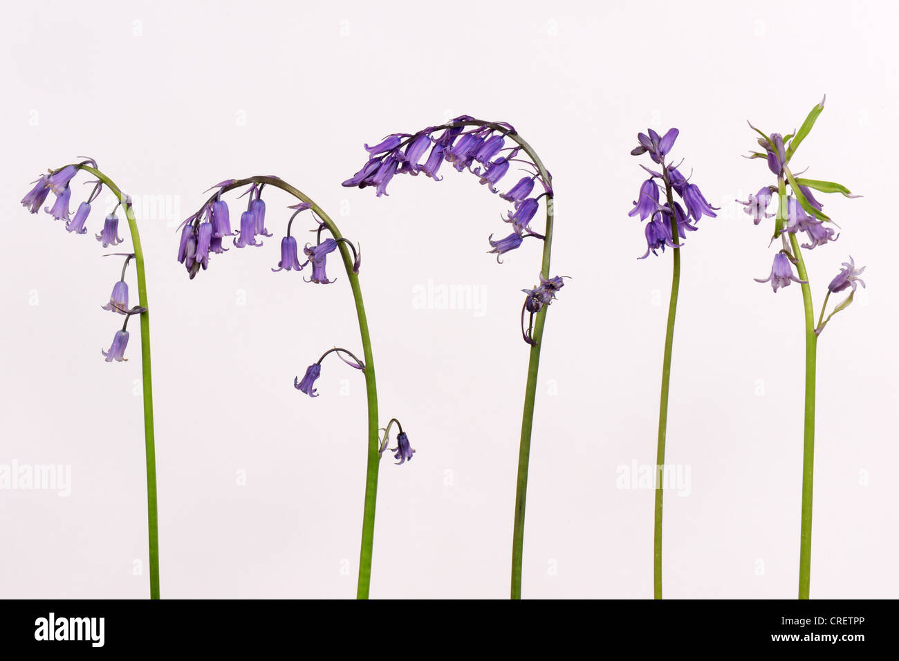 Several hybrid bluebells, Hycinthoides non-scripta x hispanica flower spike from a small wood Stock Photo