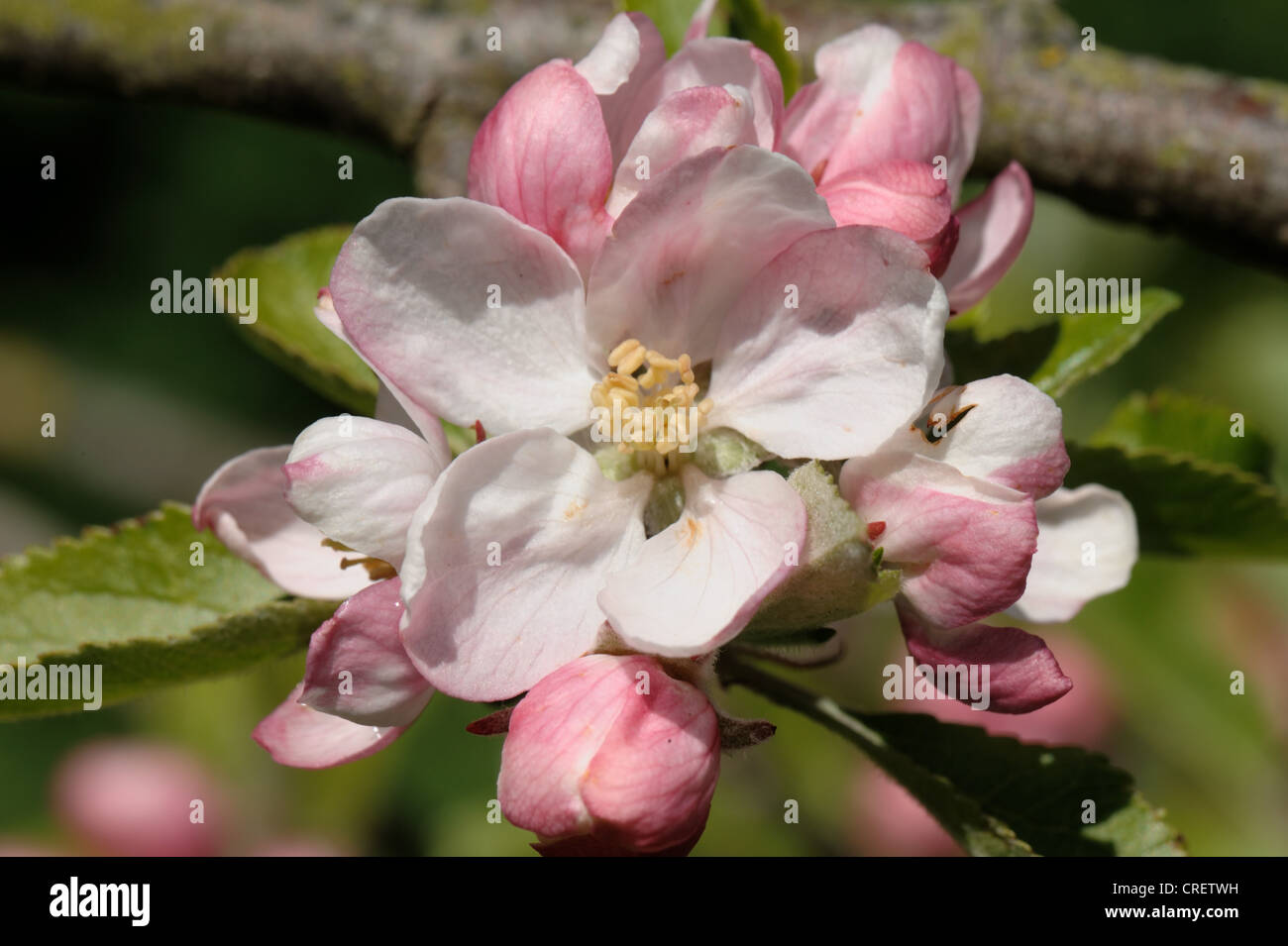 King flower and buds at pink bud stage on an apple tree in spring Stock Photo