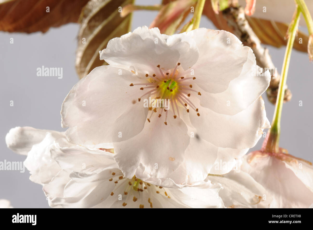 Cherry blossom backlit in studio against a white background Stock Photo ...