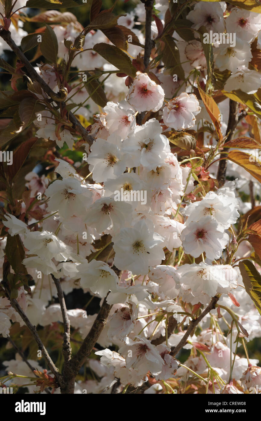 Flowers on an ornamental cherry tree Prunus Shizuka or Fragrant Cloud Stock Photo