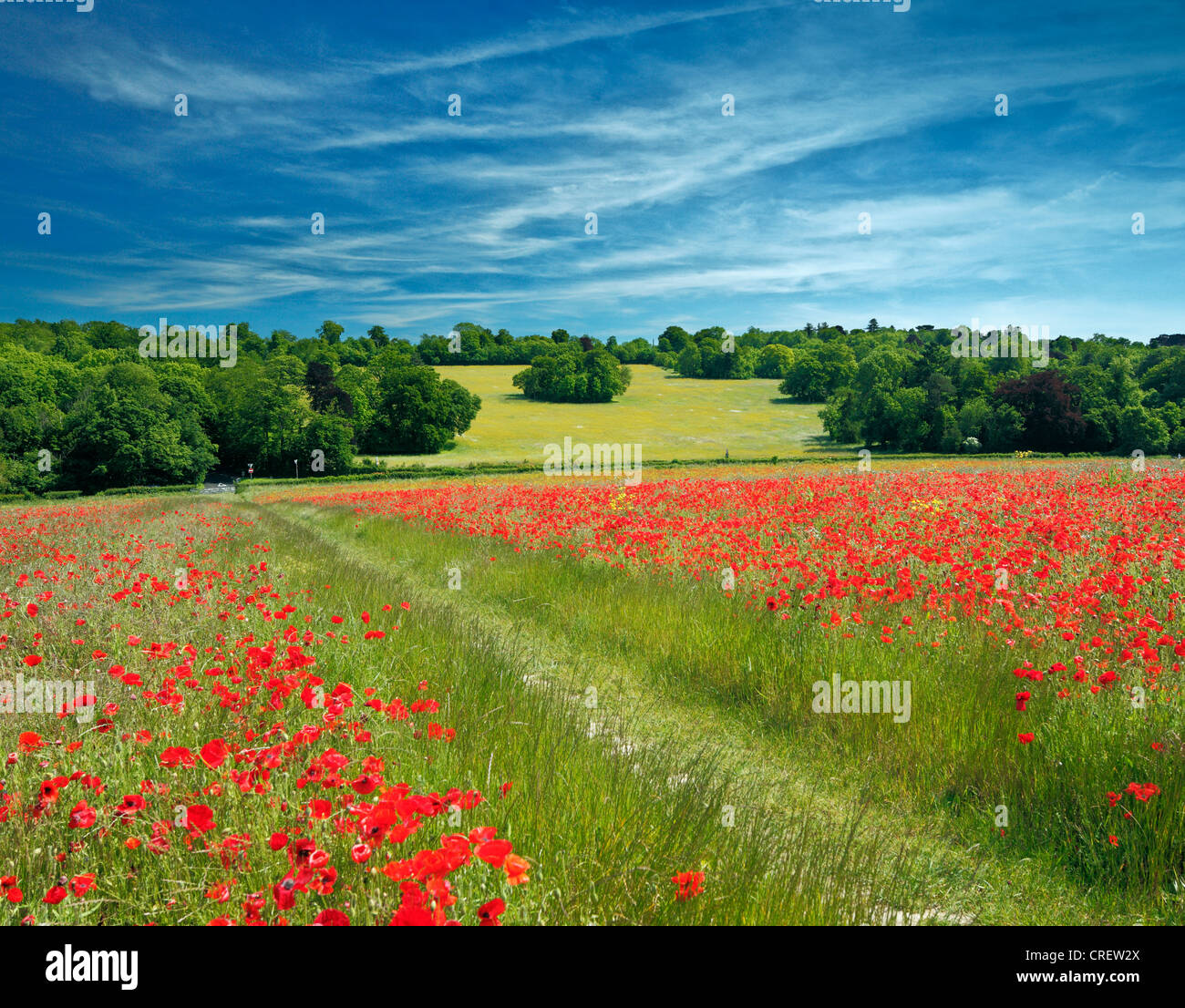 Field of poppies. Stock Photo