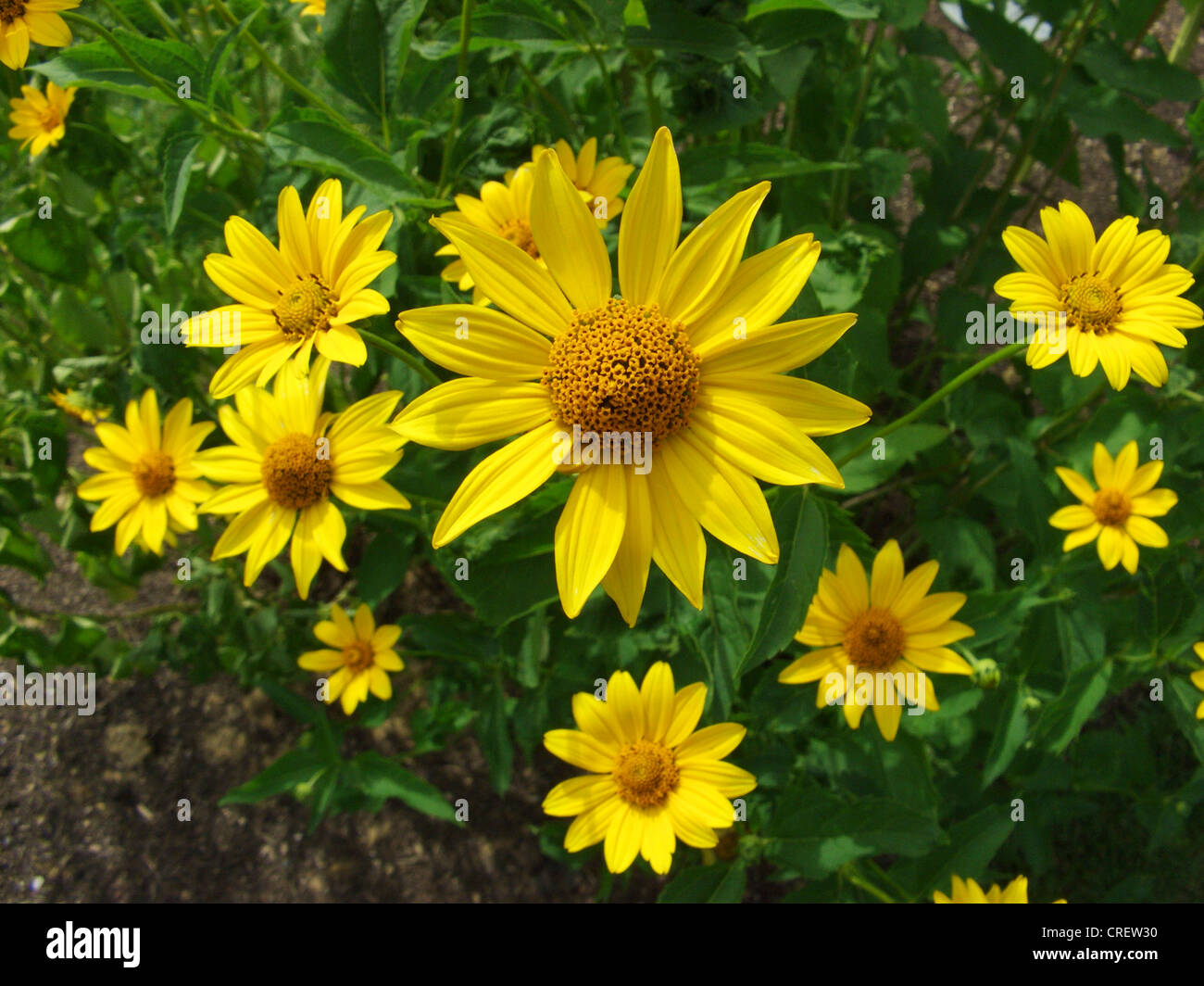 Helianthus decapetalus hires stock photography and images Alamy