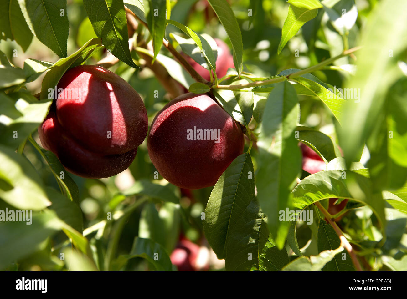 "Nectarine fruit" on a tree Stock Photo Alamy
