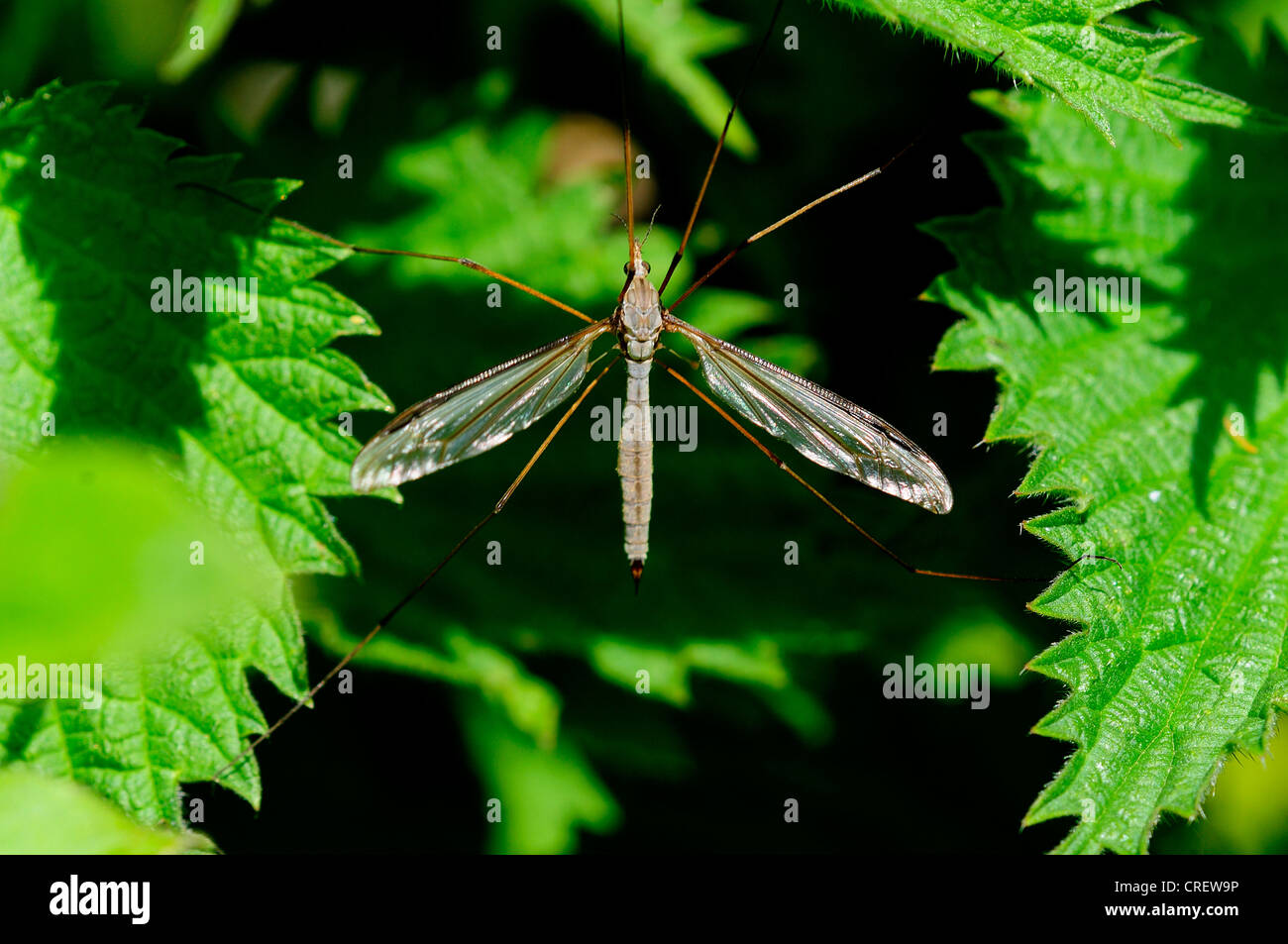 daddylonglegs invertebrate insect Tipulidae oleracea tipula crane fly Stock Photo Alamy