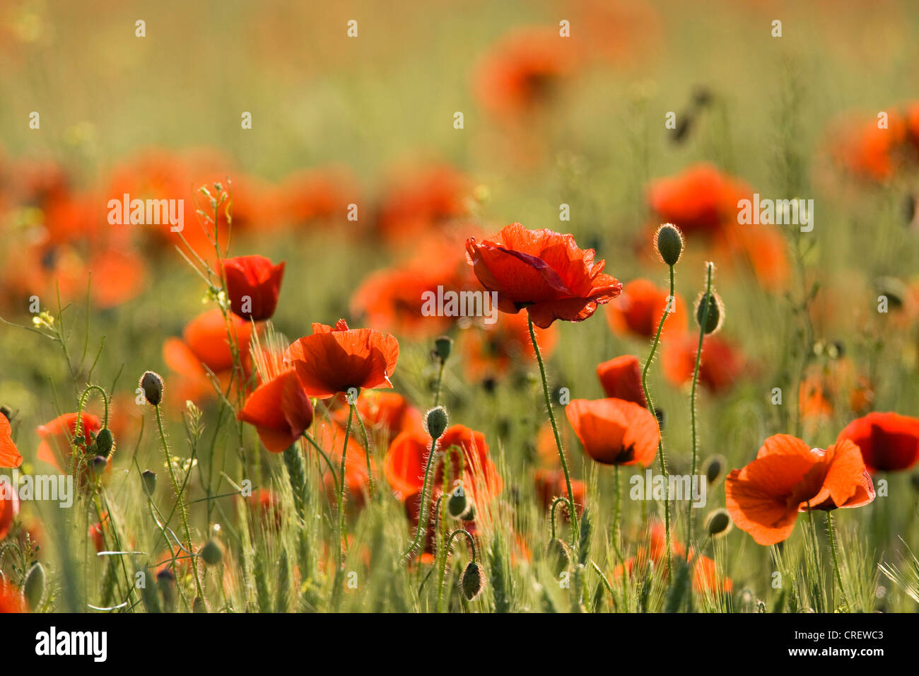 Field poppies in hungary hi-res stock photography and images - Alamy