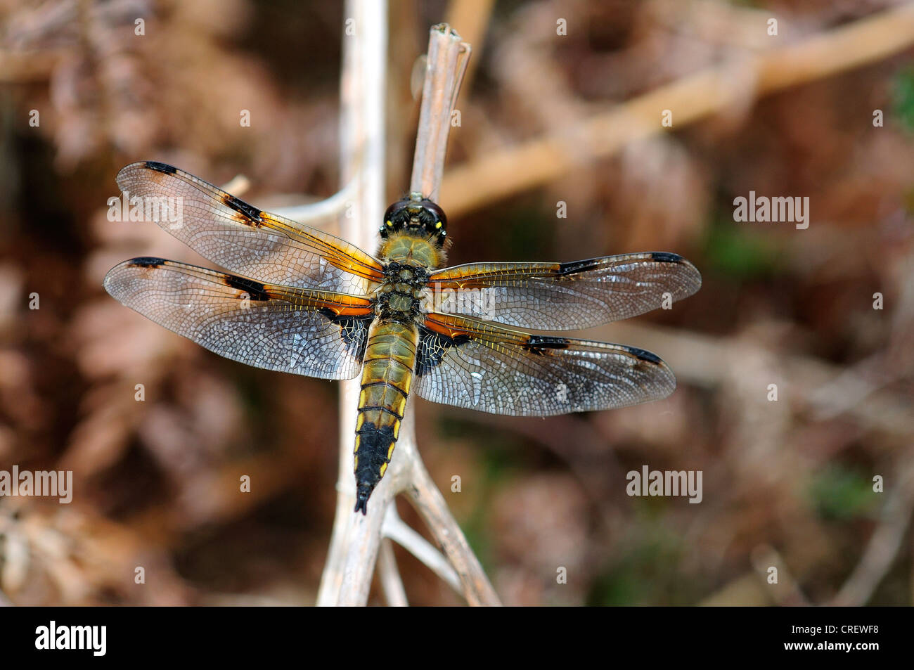 A four-spotted chaser at rest UK Stock Photo