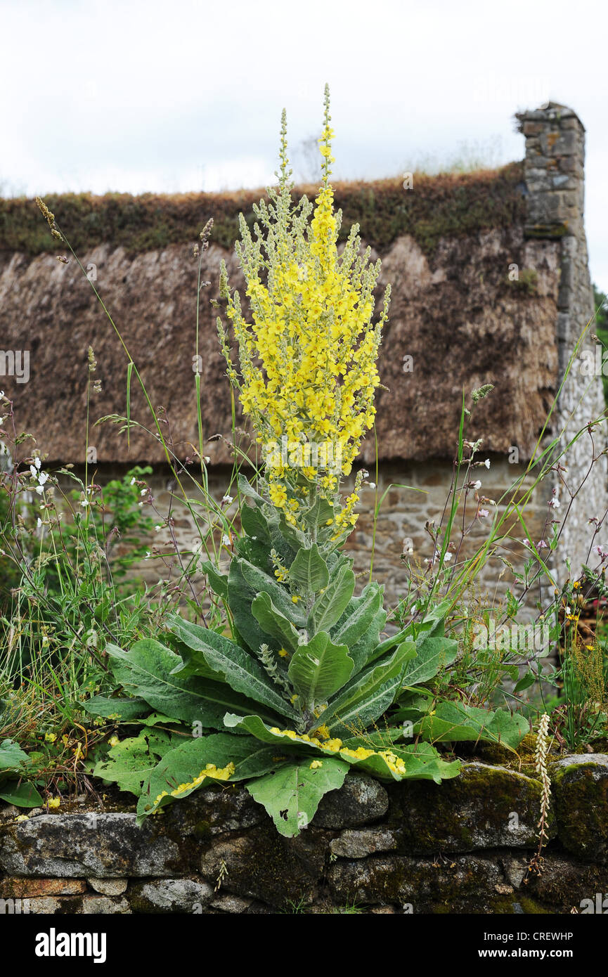 yellow mullein plant growing on garden wall Stock Photo