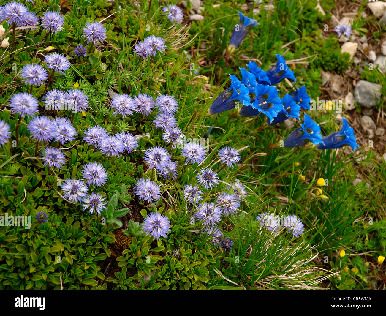 Koch's Gentain, Trumpet gentian (Gentiana kochiana), with globe daisy , Globularia cordifolia, France, Maritime Alps, Mercantour National Park Stock Photo