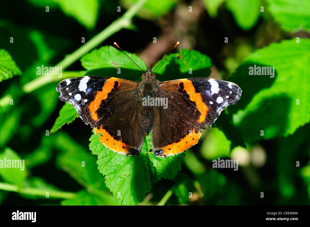 A red admiral butterfly with its wings open UK Stock Photo
