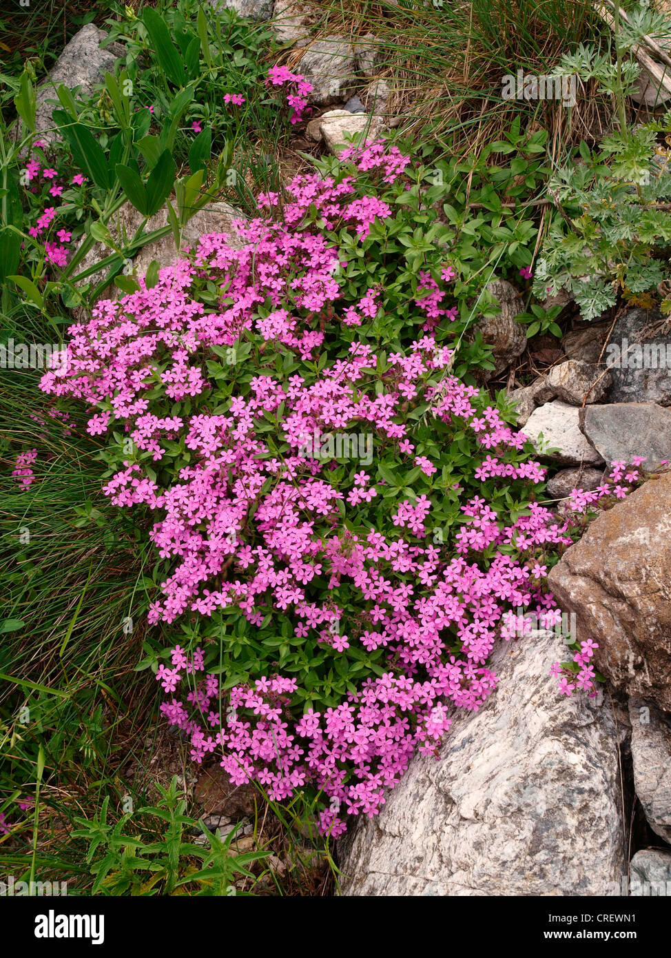moss campion (Silene acaulis), blooming, France, Maritime Alps, Mercantour National Park Stock Photo