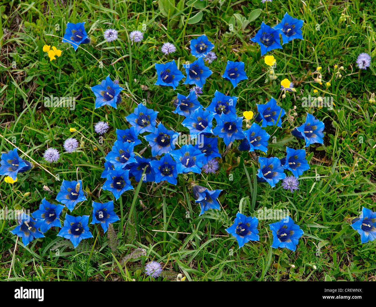 Koch's Gentain, Trumpet gentian (Gentiana kochiana), blooming, France, Maritime Alps, Mercantour National Park Stock Photo