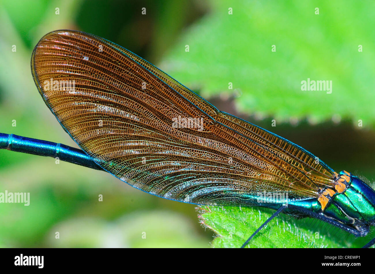 Close up of wing of male beautiful demoiselle at rest. Dorset, UK June 2012 Stock Photo