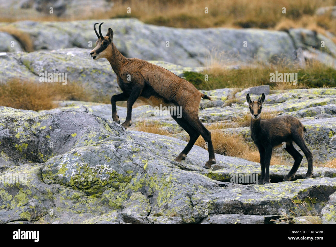 chamois (Rupicapra rupicapra), female and fawn, France, Mercantour National Park Stock Photo