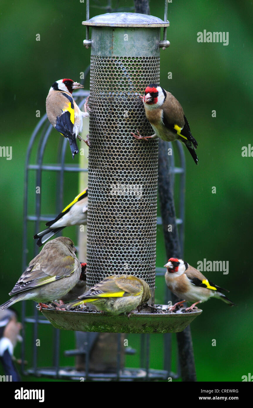 Goldfinches having a feast on the niger bird feeder UK Stock Photo