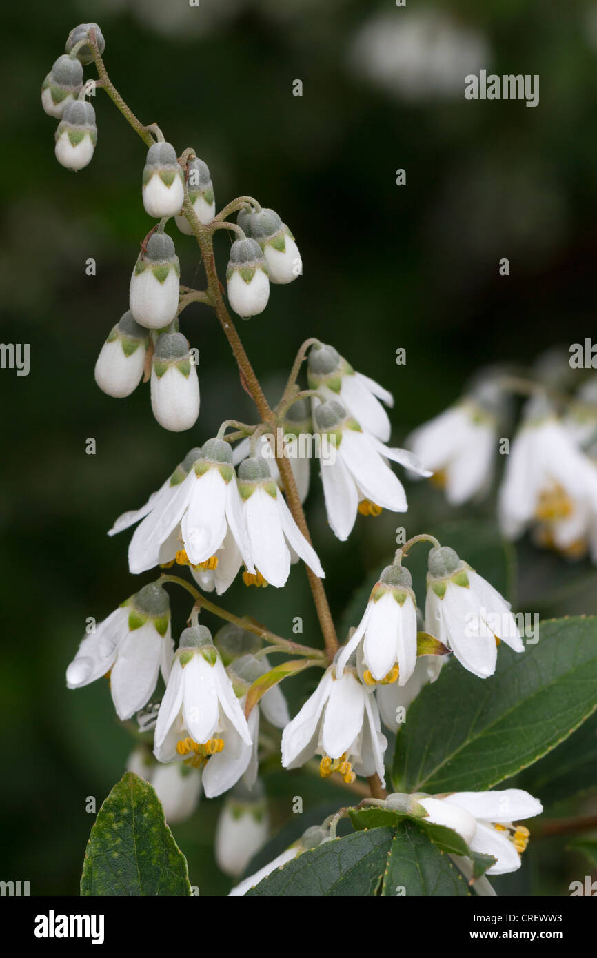 Deutzia Pulchra White Flowering Shrub Stock Photo