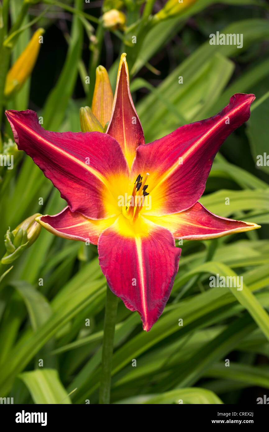 Hemerocallis Red Suspenders Day Lily Close up Stock Photo