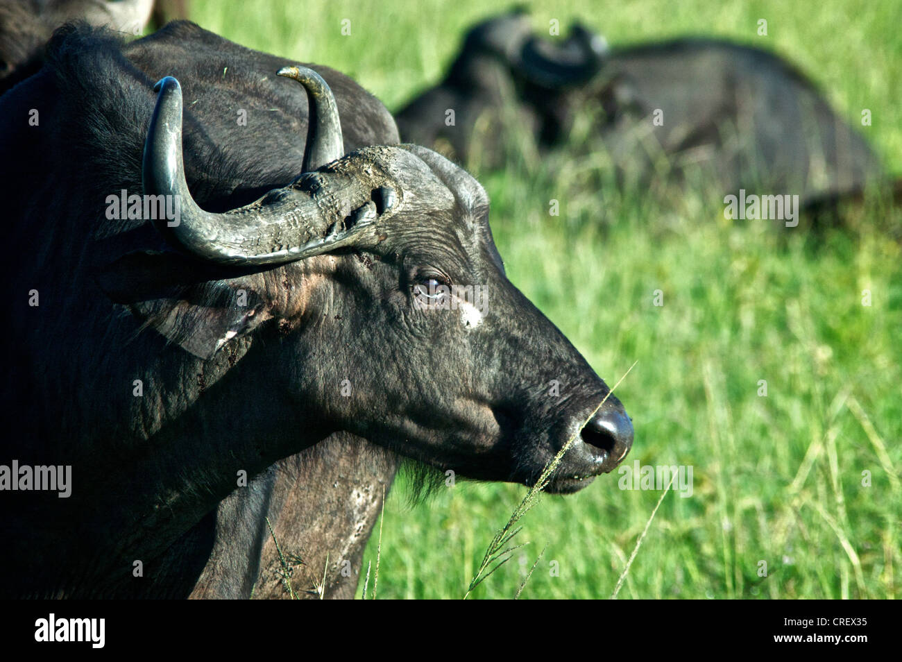 Water Buffalo, Masai Mara, Kenya Stock Photo Alamy