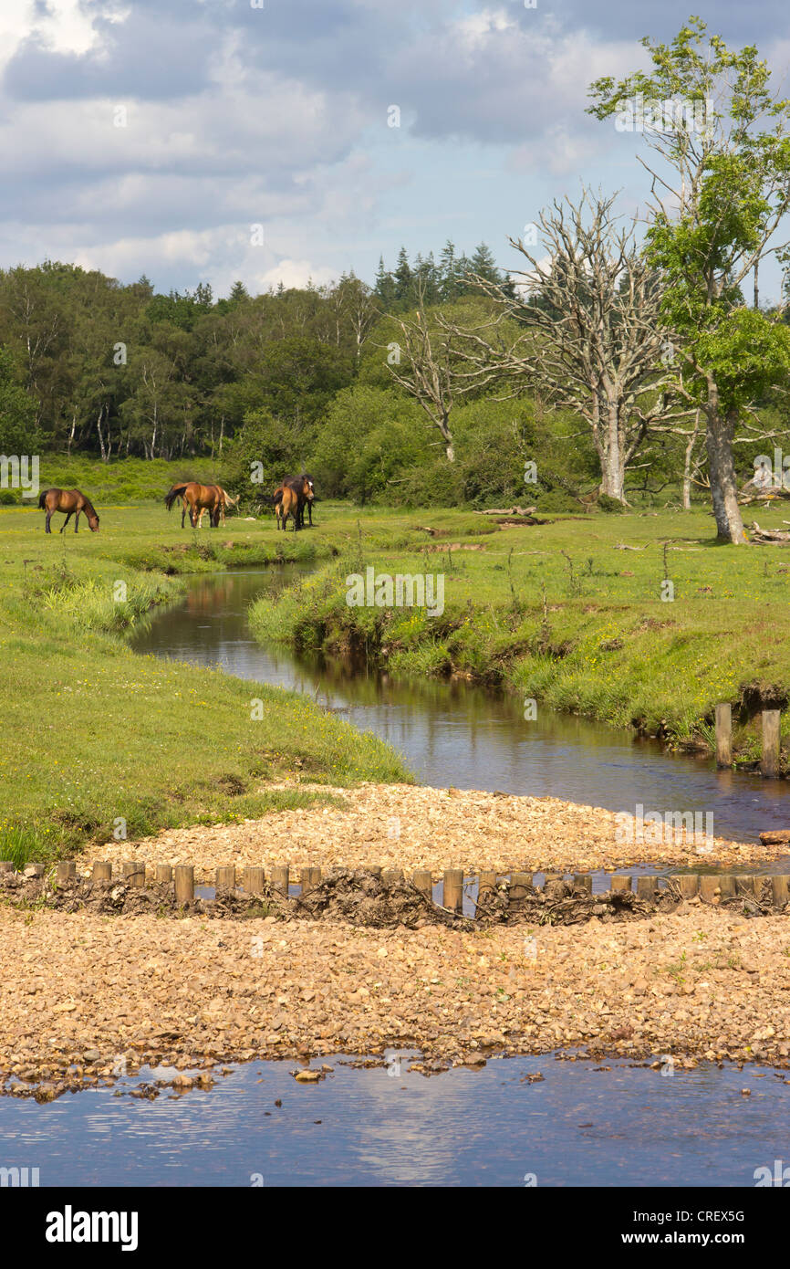 Stream Ponies New Forest Stream and Ponies Grazing Hampshire England UK Stock Photo ...