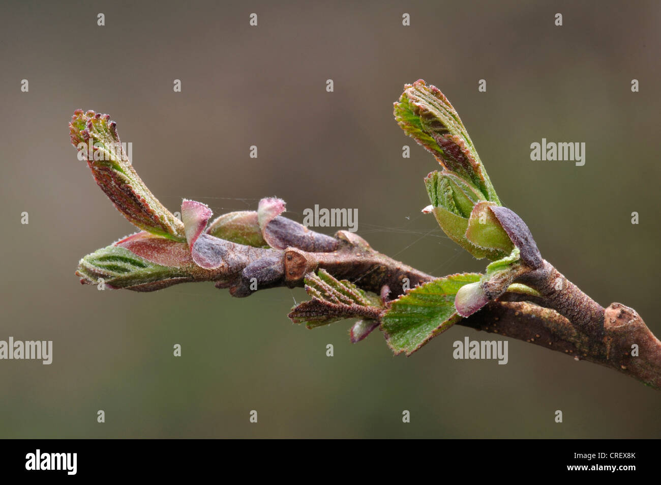 A common alder twig bursting into life in Spring UK Stock Photo