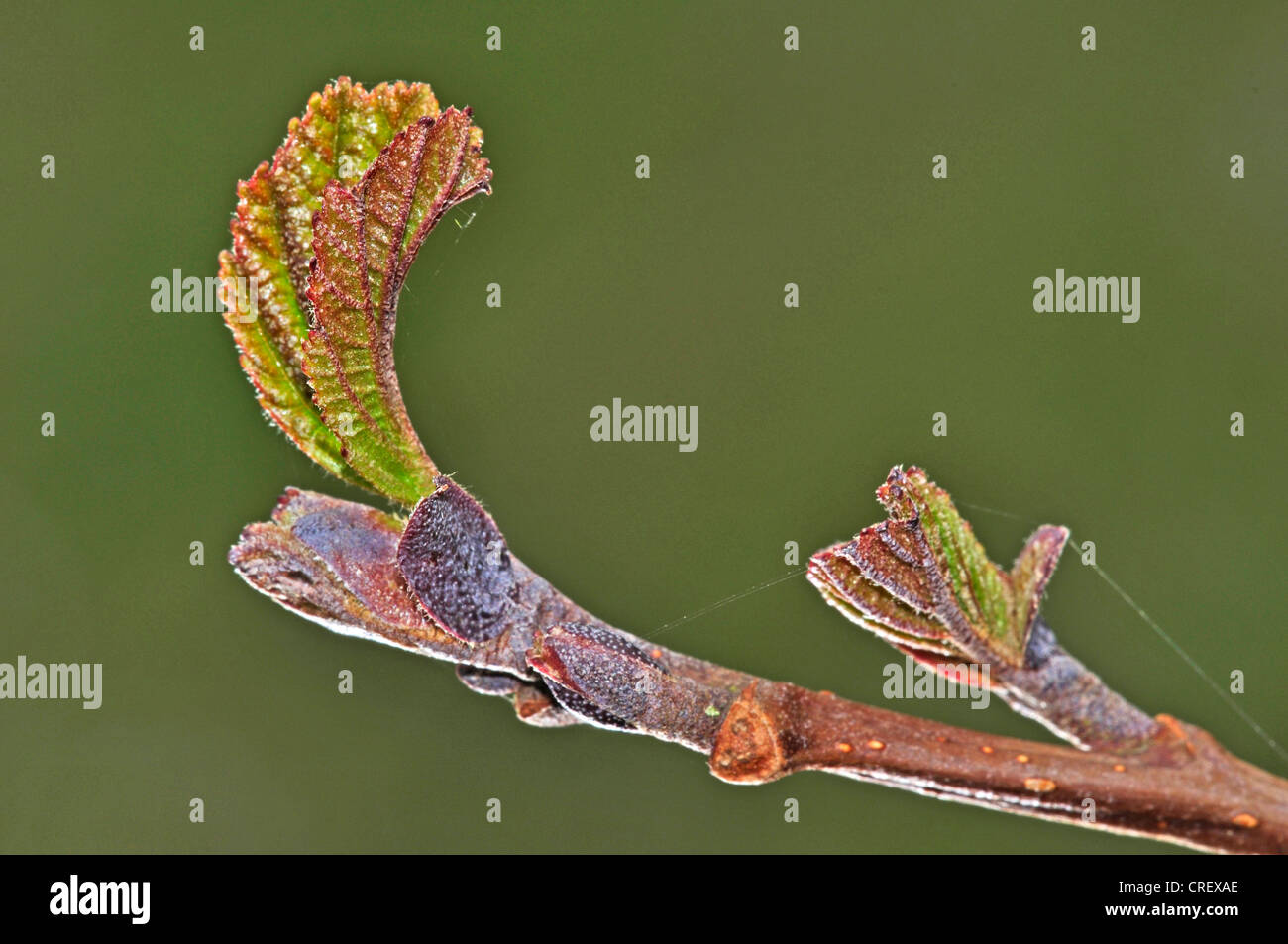 A common alder bud in Spring UK Stock Photo